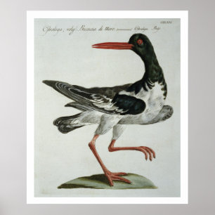 Oyster Catcher, c.1767-76 (met de hand gekleurde g Poster
