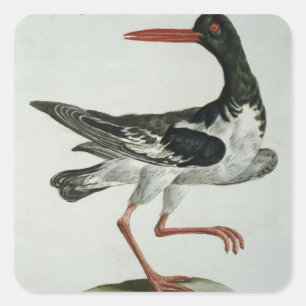 Oyster Catcher, c.1767-76 (met de hand gekleurde g Vierkante Sticker