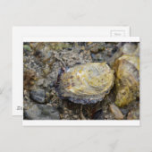 Oyster schelp briefkaart (Voorkant / Achterkant)
