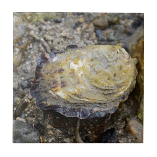 Oyster schelp tegeltje (Voorkant)