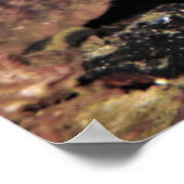 Oyster Toad Portrait Poster (Hoek)