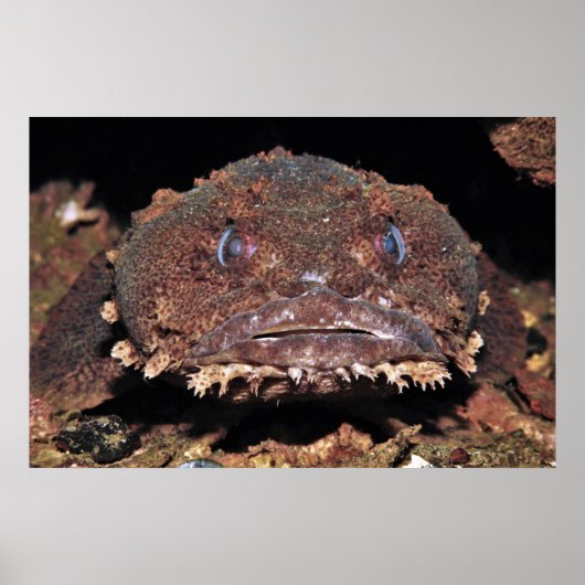 Oyster Toad Portrait Poster (Voorkant)