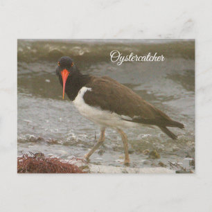 Oystercatcher Foto Briefkaart