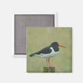 Oystercatcher Magnet Magneet (Voorkant / Achterkant)