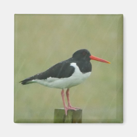 Oystercatcher Magnet Magneet (Voorkant)