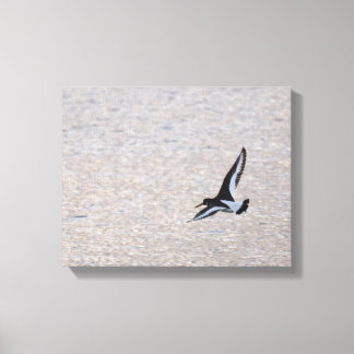 Oystercatcher op de Wing Canvas Afdruk