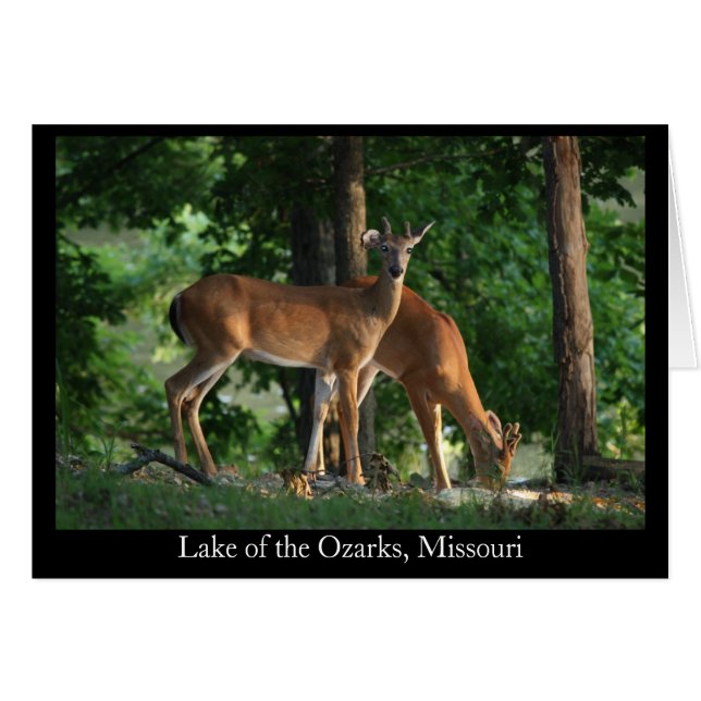 Ozark Deer (titel) (Voorkant Horizontaal)