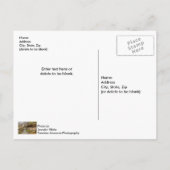 Ozarks Waterfall under Bridge Briefkaart (Achterkant)