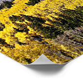 P9270030 - Hill of Golden Aspen Poster (Hoek)