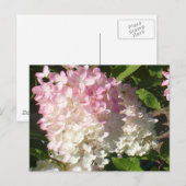 P.D. Hydrangea briefkaart (Voorkant / Achterkant)