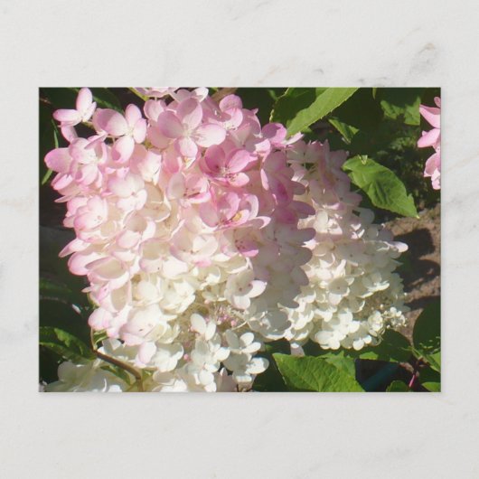 P.D. Hydrangea briefkaart (Voorkant)