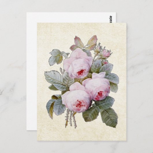 P.J. Redoute Bourbon Roos Floral Briefkaart (Voorkant / Achterkant)