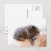 © P Wherrell Cute long haire grijze kitten Briefkaart (Voorkant / Achterkant)