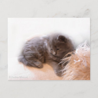 © P Wherrell Cute long haire grijze kitten Briefkaart