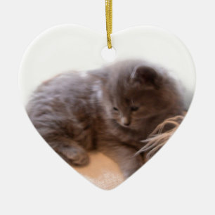 © P Wherrell Cute long haire grijze kitten Keramisch Ornament
