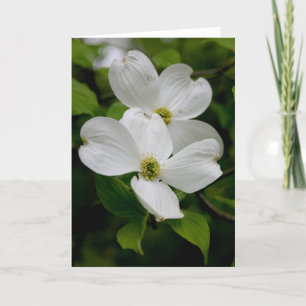 PA Wildflowers - Dogwood Notecard Kaart