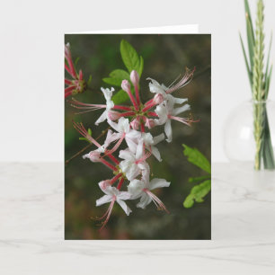 PA Wildflowers - Wild Azalea Notecard Kaart