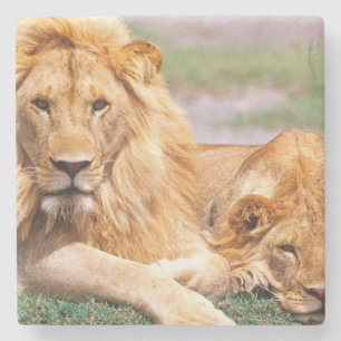 Paar Afrikaanse Leeuwen, Panthera leo, Tanzania Stenen Onderzetter