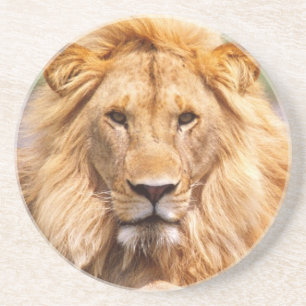 Paar Afrikaanse Leeuwen, Panthera leo, Tanzania Zandsteen Onderzetter