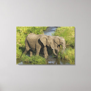 Paar Afrikaanse Olifanten Masai Mara Canvas Afdruk