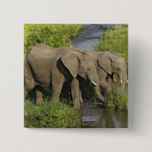 Paar Afrikaanse olifanten Masai Mara Vierkante Button 5,1 Cm