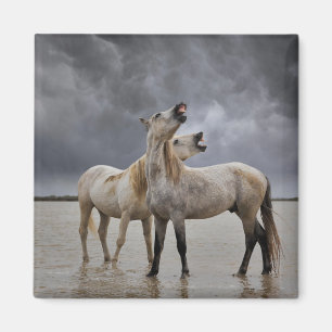Paar Camargue-paardhengsten, Zuid-Frankrijk Magneet