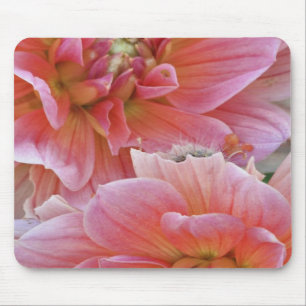 Paar Dahlia bloemen, Dahlia spp. , Muismat