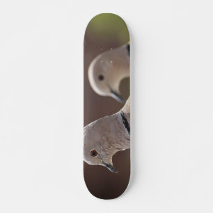 Paar Duiven Skateboard