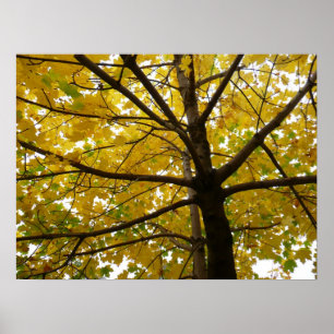 Paar Gele Esdoornbomen Herfst Natuur Poster