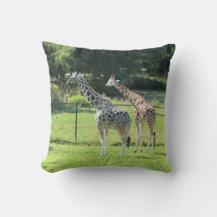 Paar giraffen kussen
