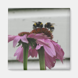 Paar hommels op coneflower magneet