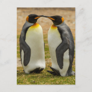 Paar koningspinguïns, Falklandeilanden Briefkaart