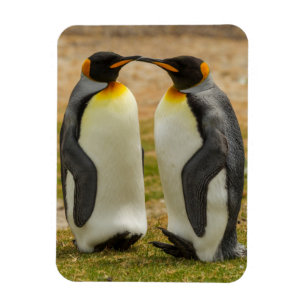 Paar koningspinguïns, Falklandeilanden Magneet