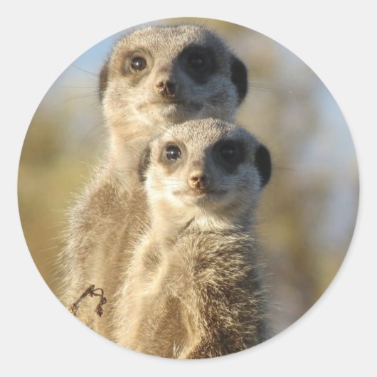 Paar Meerkats Ronde Sticker (Voorkant)
