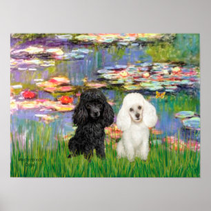 Paar poodle (zwart + wit) - Lilies 2 Poster