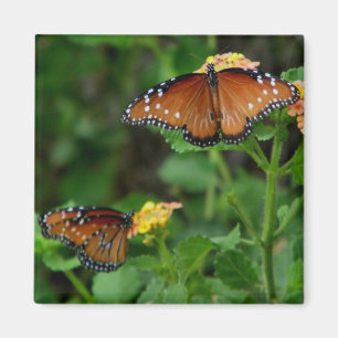 Paar Queen Vlinders magneet