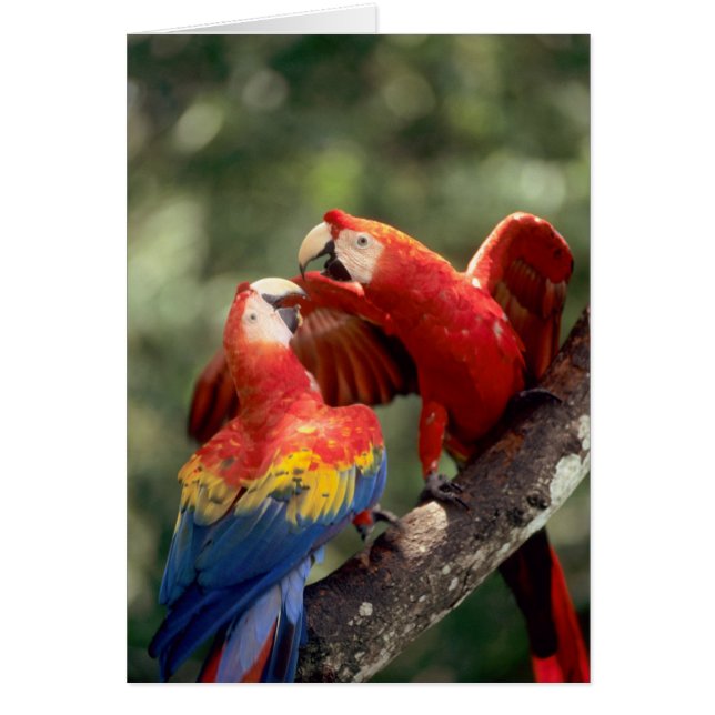 Paar Scarlet Macaws (Voorkant)