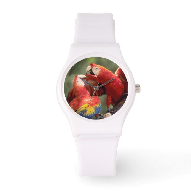 Paar scharlaken ara's horloge (Voorkant)