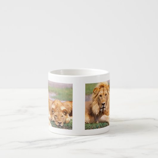 Paar van Afrikaanse Lion, Panthera leo, Tanzania Espresso Kop (Voorkant)