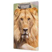 Paar van Afrikaanse Lion, Panthera leo, Tanzania Klembord (Links)