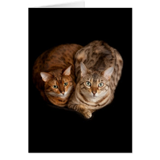 Paar van bengal kittens