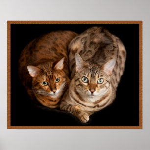 Paar van Bengal Kittens Poster