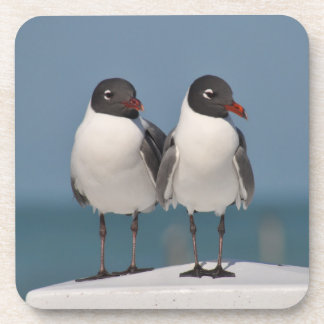 Paar van Black Headed Gulls Bier Onderzetter