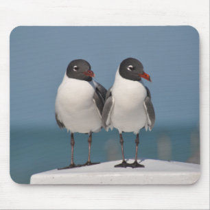 Paar van Black Headed Gulls Muismat