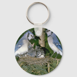 Paar van Blue Jays met jonge Sleutelhanger