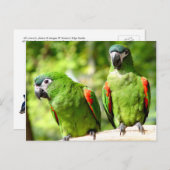 Paar van Briefkaart van groene parrots (Voorkant / Achterkant)