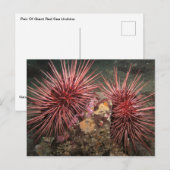 Paar van Briefkaart van reuzenrood Zee Urchins (Voorkant / Achterkant)