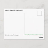 Paar van Briefkaart van reuzenrood Zee Urchins (Achterkant)