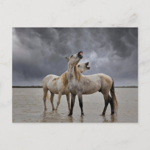 Paar van Camargue Horse Stallions, Zuid-Frankrijk Briefkaart