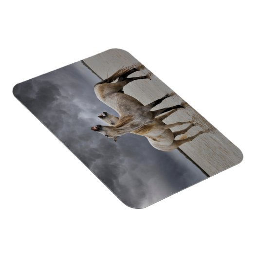 Paar van Camargue Horse Stallions, Zuid-Frankrijk Magneet (Rechterzijde)